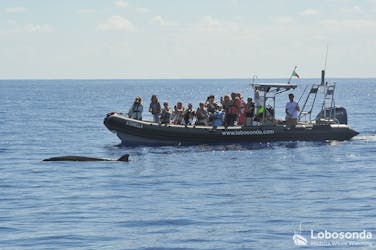 Guided speed boat whale watching tour in Madeira